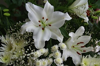 picture-of-white-lily-free-pictures-freefoto-1.jpeg