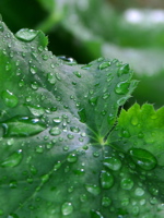 dew-water-droplets-drops3.jpg