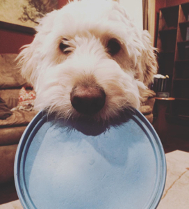 13131327_10102948103269289_8823769037962151107_o